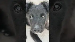 #puppy #animallife #videoshort #animalphotos #cute #animalpictures #viral #cuteanimals #pets 🫰🖤😍