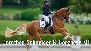 Borghese MT hat eine ganz besondere Farbe 💛 | Dorothee Schneider qualifiziert ihn zum BuCha 🤩