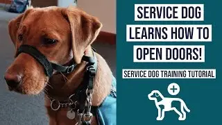 Service Dog Training: Opening Accessible Doors | Mobility Task | WorkingPaws.ca
