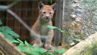 Luchs Kinder - Tierpark Hellabrunn