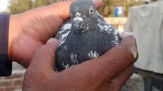 Number Van jaldar kabutar ka shauk karva Rahe Hain Ham