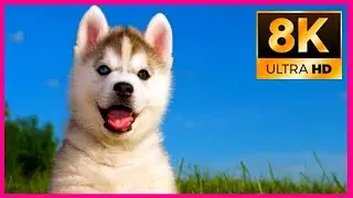 Pets 8K - COLORFUL WILDLIFE ANIMALS - Pets 4K 60fps HDR  4k ULTRA HD TV   Pets ULTRAHD 2160P #shorts