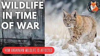 Wildlife in War: How Ukraine&rsquo;s Animals Are Fighting to Survive