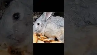 Laugh Out Loud: Rabbit's Carrot Eating Antics! 🐰😂 #FunnyBunny #CarrotMunching #AdorableRabbit#rabbit