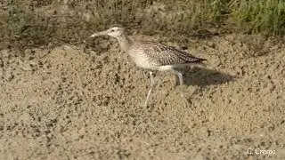 Zarapito trinador,    Whimbrel,    (Numenius phaeopus)  HD