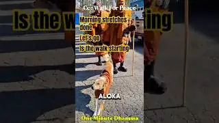 Aloka the Peace Dog Ready to Walk With the Monks #walkforpeace #alokathepeacedog