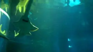 Green Sawfish, at The Deep