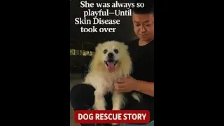 She Was Always So Playful&mdash;Until Skin Disease Took Over  Dog Rescue Story