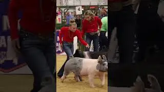 Karis and Ice Man in Hog showmanship at The Exposition! #showpigs #livestock