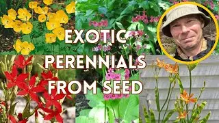 Starting seeds - part 1 | Late January
