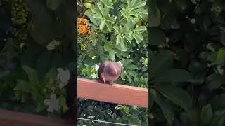 Bird&rsquo;s perplexed reaction to aeroplane noise (turn up the volume) #howdotheydoit #birdemic #birdsong