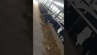 Cows feeding #pakdairy #foryou#trending #shorts #shorts #shorts#subscribe #viral #dairy#feed#cattel