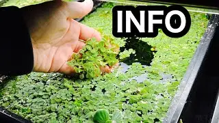 Плавающее аквариумное растение Salvinia Minima