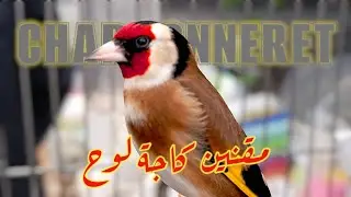 خويا لمقانجي | فيديو مقنين تنسى روحك فيه | سوق بودواو