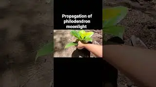propagation of philodendron moonlight