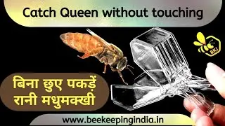 Queen Caging without touching || रानी मधुमक्खी को बिना छुए कैसे पकड़ें || QueenBee रानी मधुमक्खी