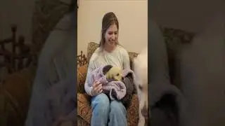 The irresistible animals reactions you need right now