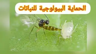 la protection biologique contre l'insecte de puceron :الحماية البيولوجية ضد حشرة المن