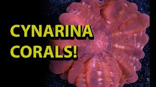 Cynarina Ccoral \\ How To Care For One The Coolest & Unusual LPS Corals