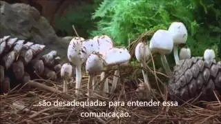 Os fungos rede de comunica&ccedil;&atilde;o