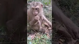 Angkor monkey Family, #1143. #shorts