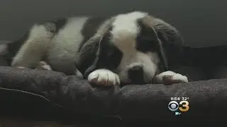 Firefighters Perform CPR On Choking Puppy To Save His Life