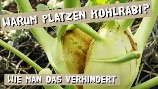 Warum Kohlrabi platzen oder keine Knollen bilden? Was man dagegen tun kann! Tipps vom G&auml;rtner