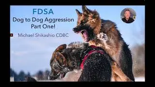 FDSA Webinar Michael Shikashio Dog Agression Part 1