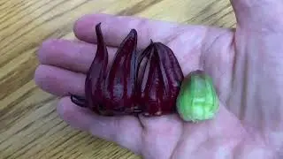 I&rsquo;m growing hibiscus tea and this is new to me!