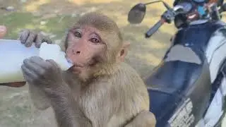 Hungry monkey feeding milk 🍼🍼