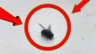 лютейший обзор мухи под дабстеп🆘