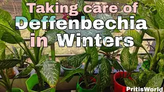 How to care Deffenbechia in winters🪴🪴