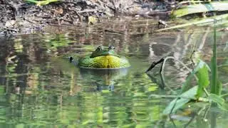 ウシガエルの鳴き声