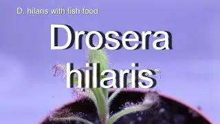 Drosera hilaris Zeitraffer mit Fischfutter/time lapse digesting fish food