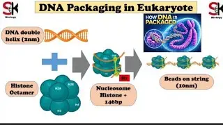 DNA packaging...