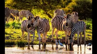 GLOBO REPORTER - AFRICA SELVAGEM  -  2019