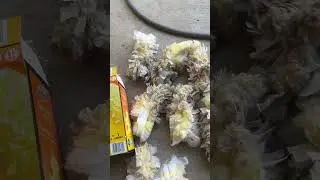 New Years Cleaning with Swiffer Duster