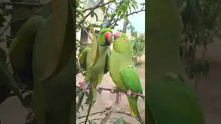 Parrot kiss Jora beautiful #shorts