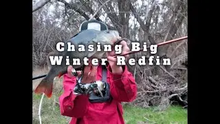 Chasing Big Winter Redfin On Soft Plastics