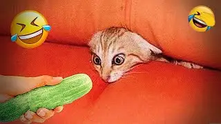 You Laugh You Lose 🤣 Funniest Cats and Dogs 2026🐶😼 Part 14