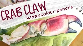 Drawing a crab pincer with Derwent Watercolour pencils