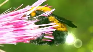 Bumble Bee Song | Sing along! | Animal Songs | Songs For Children