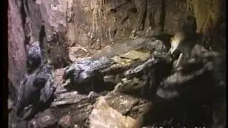 ハリオアマツバメ White-throated Needle-tailed Swift