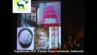 Proboscys Monkey (Nasalis larvatus) Captive Breeding Program Taman Safari Indonesia