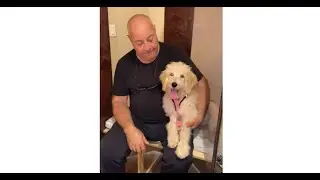 Owner responds to pet with pneumonia given Salt Therapy