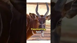Bongo Antelope - Elusively Rare Gem of the Wild