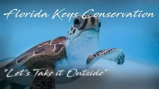 Sea Turtles, Dolphins & Lionfish Let's Take it Outside with Misty Wells