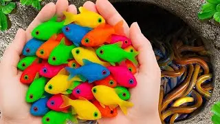 Cracking Open a Giant Egg 🥚✨ What Fish Will Appear!?