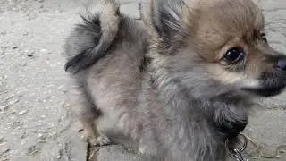 Beautiful German Miniature Spitz Puppies #SikoStudios