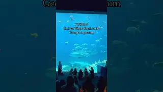 Meet Yushan, the Last Whale Shark at the Georgia Aquarium 🥹 #whaleshark #georgiaaquarium #yushan
